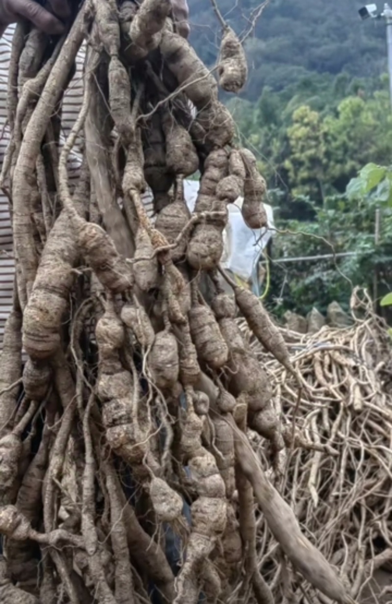 牛大力鲜货