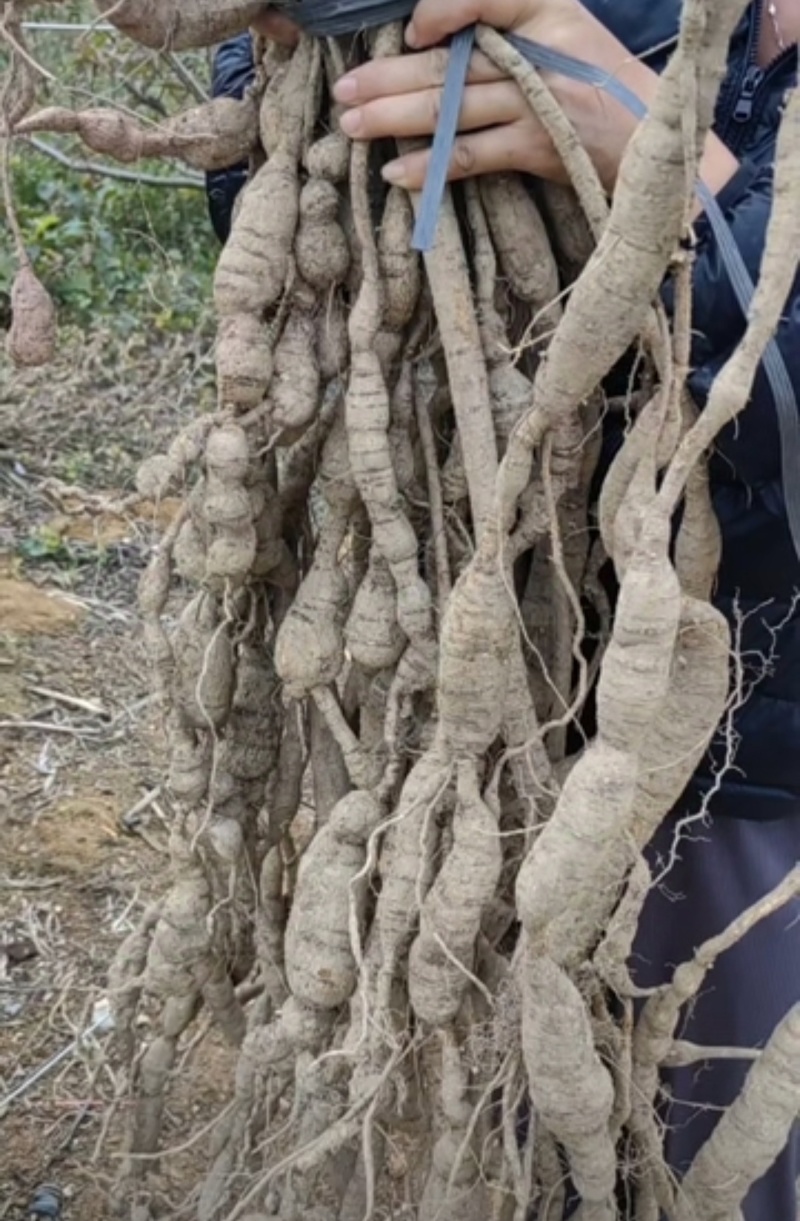 牛大力鲜货