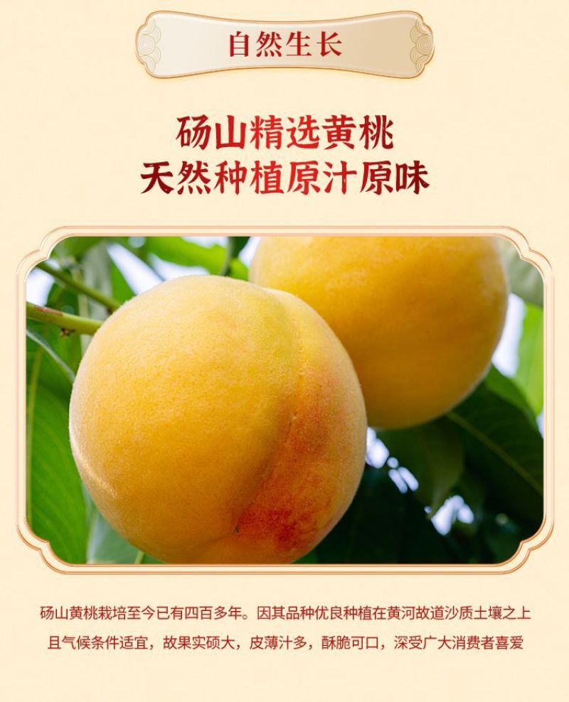 严选工厂直发6罐礼盒装砀山83黄桃罐头零食