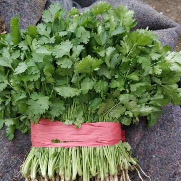 大叶香菜