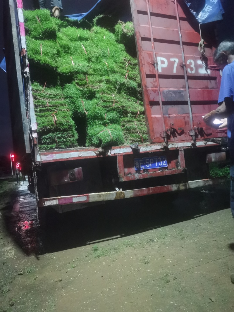 台湾青草卷，草块。电联***********微信