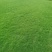 台湾青草卷，草块。电联***********微信