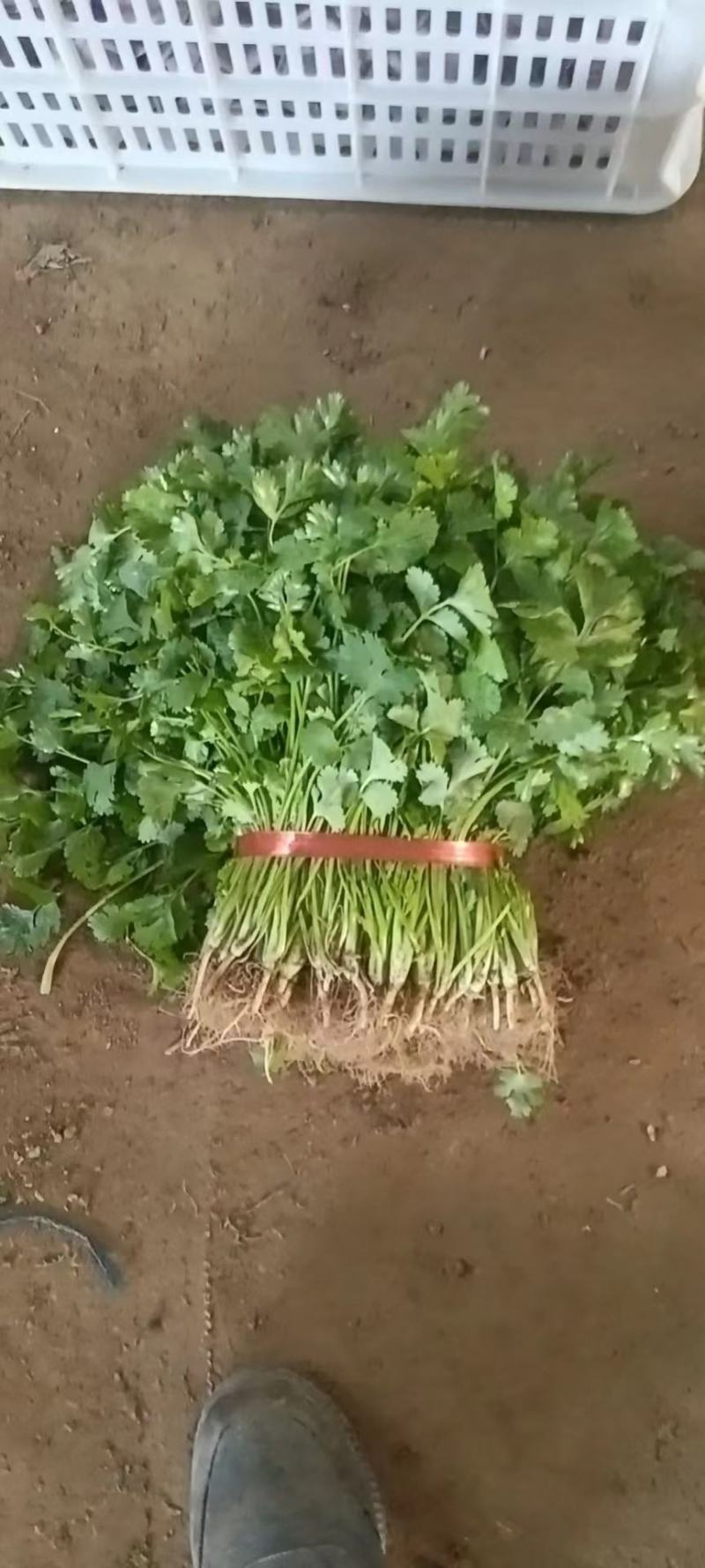 大叶香菜