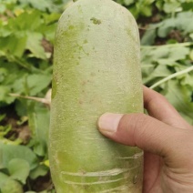 青萝卜