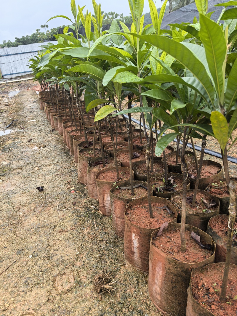 耀堂仙桃鸡蛋果