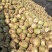 200亩辣菜疙瘩马上开始