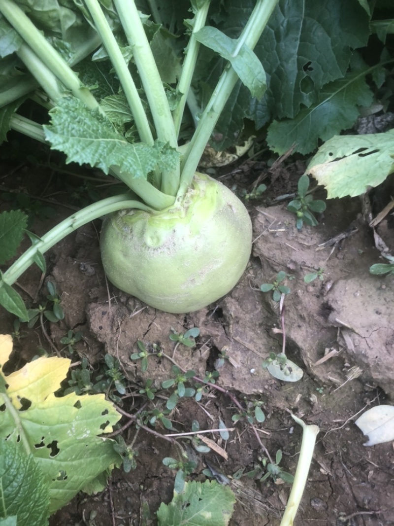 200亩辣菜疙瘩马上开始