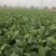 200亩辣菜疙瘩马上开始