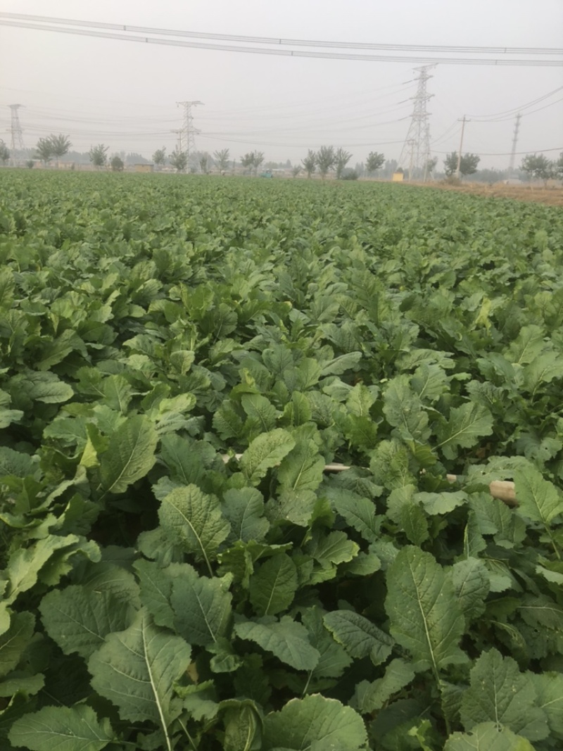 200亩辣菜疙瘩马上开始