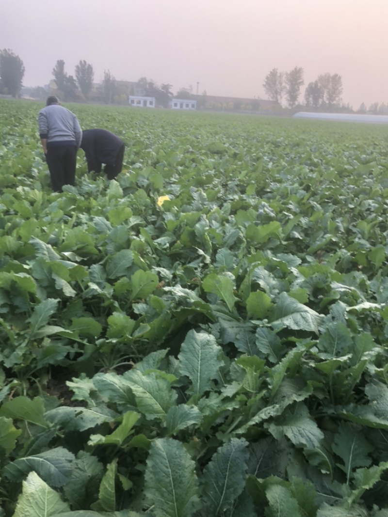 200亩辣菜疙瘩马上开始