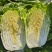 山东滕州黄心白菜大白菜大量供应产地直发货源充足