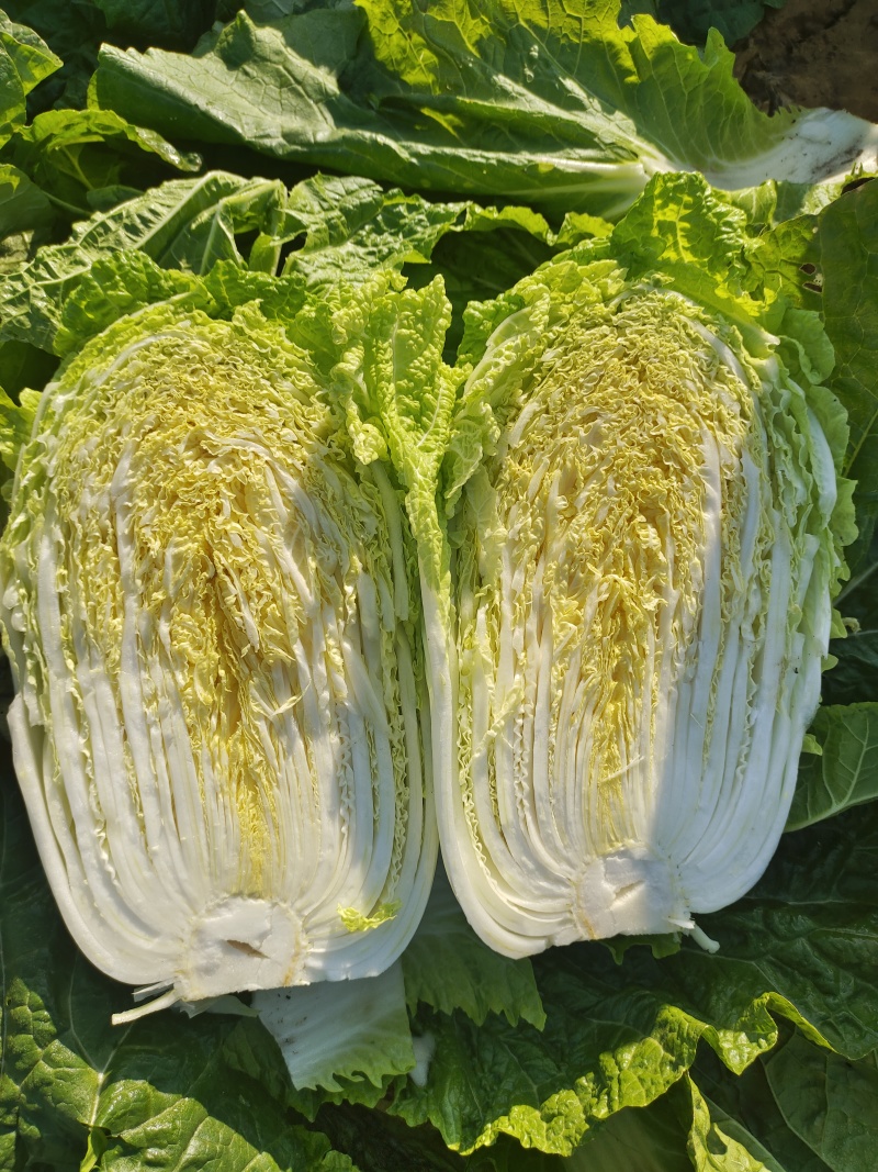 山东滕州黄心白菜大白菜大量供应产地直发货源充足