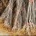 鲁丽，爱妃，瑞雪，王林，鸡血红，维纳斯黄金，新2001等