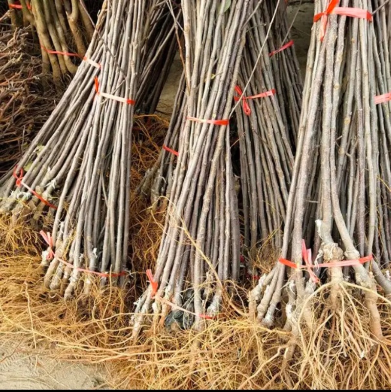 鲁丽，爱妃，瑞雪，王林，鸡血红，维纳斯黄金，新2001等