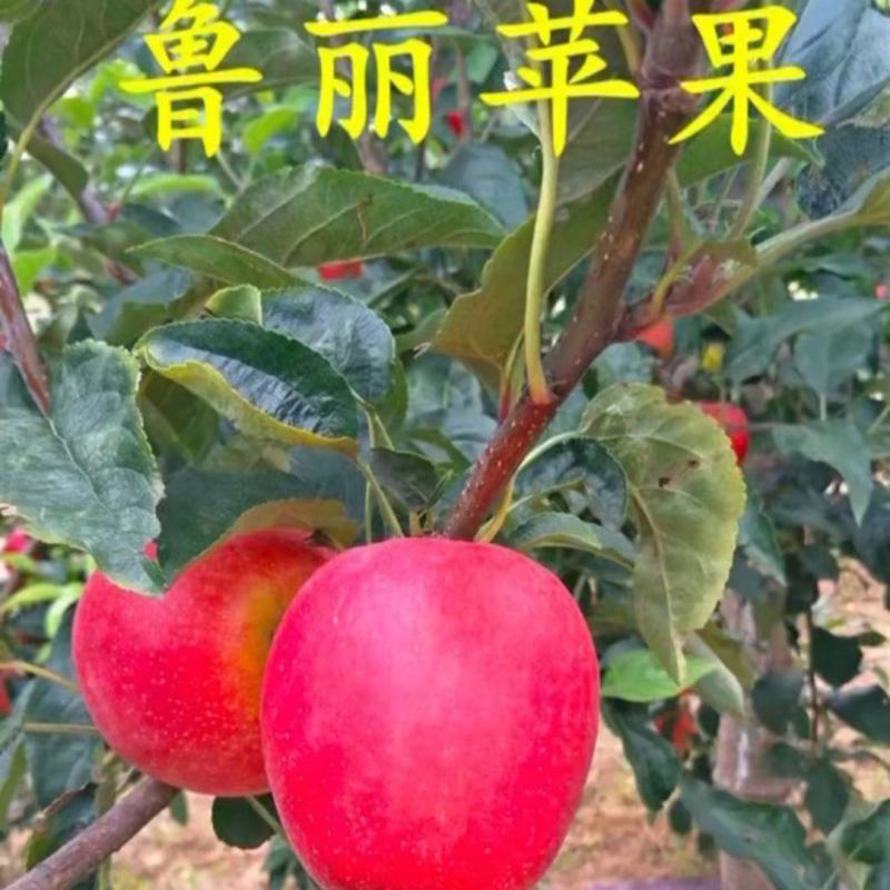 鲁丽，爱妃，瑞雪，王林，鸡血红，维纳斯黄金，新2001等