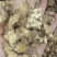 特选苍术正品价格美丽精品上新，量大从优，需要的老板包邮到