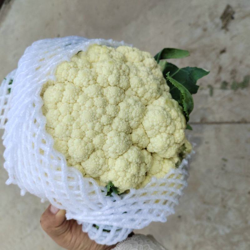 青杆松菜花大量供应