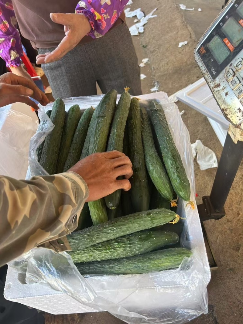 广东徐闻青瓜，货源充足，价格实惠，一手货源供应