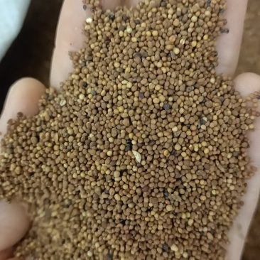 菟丝子，内蒙货品质好，质量有保证，需要的老板放心下单