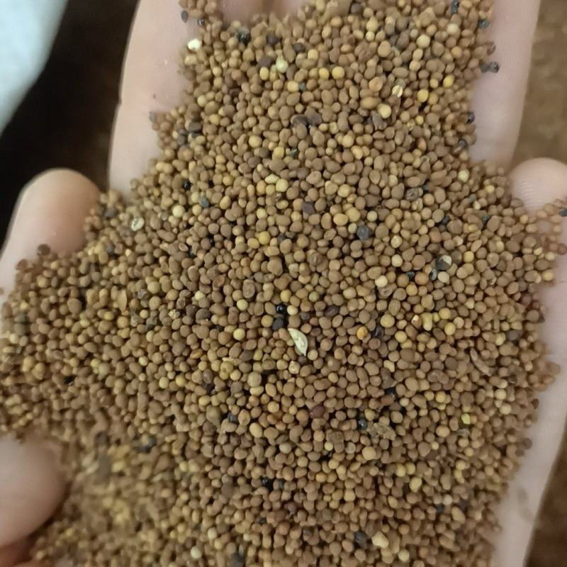 菟丝子，内蒙货品质好，质量有保证，需要的老板放心下单