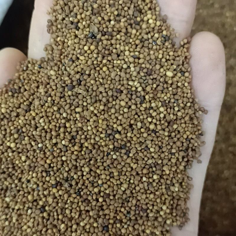 菟丝子，内蒙货品质好，质量有保证，需要的老板放心下单