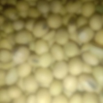 新鲜黄豆，交城县产，优质农产品，**特惠！
