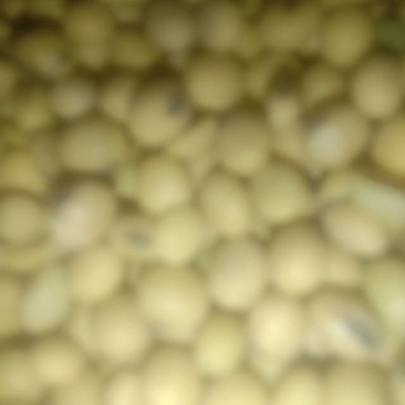 新鲜黄豆，交城县产，优质农产品，**特惠！