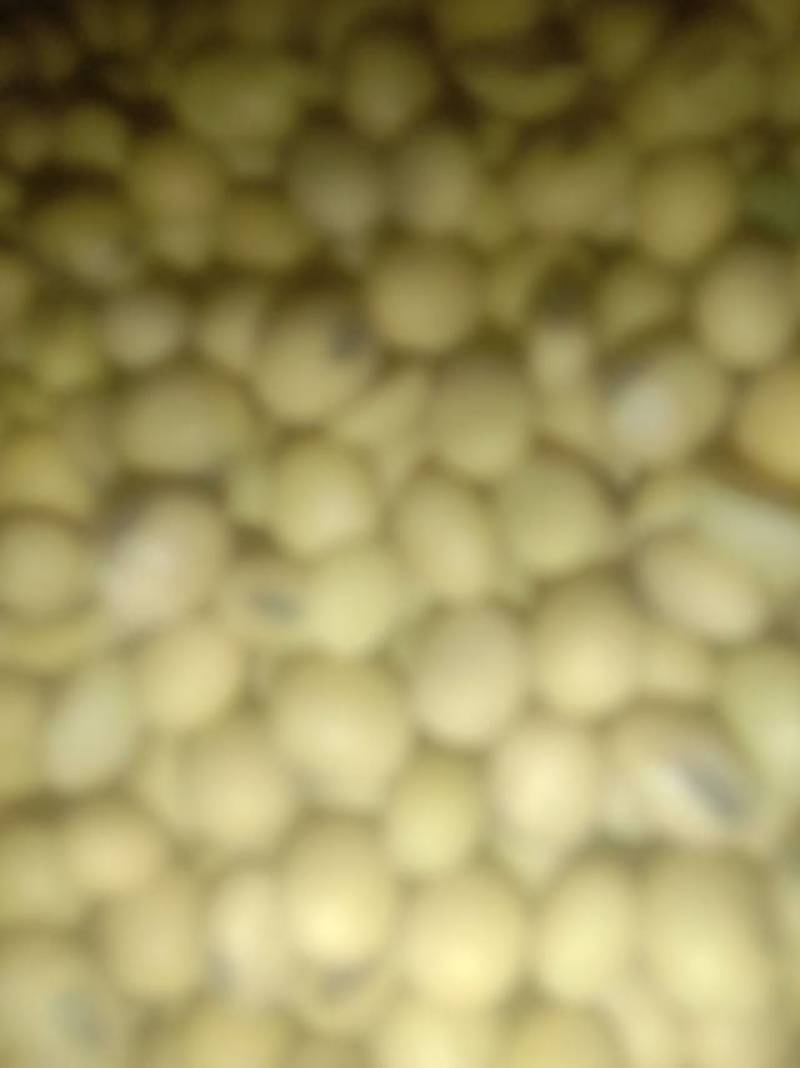 新鲜黄豆，交城县产，优质农产品，**特惠！