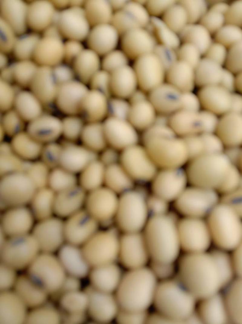 新鲜黄豆，交城县产，优质农产品，**特惠！