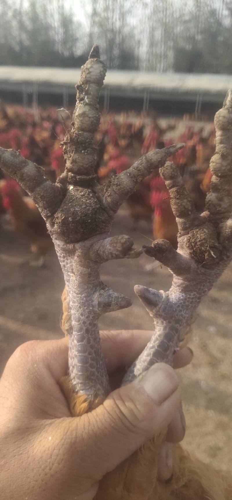 新鲜活鸡，临沂产地直供，常年都有七个半月大公鸡