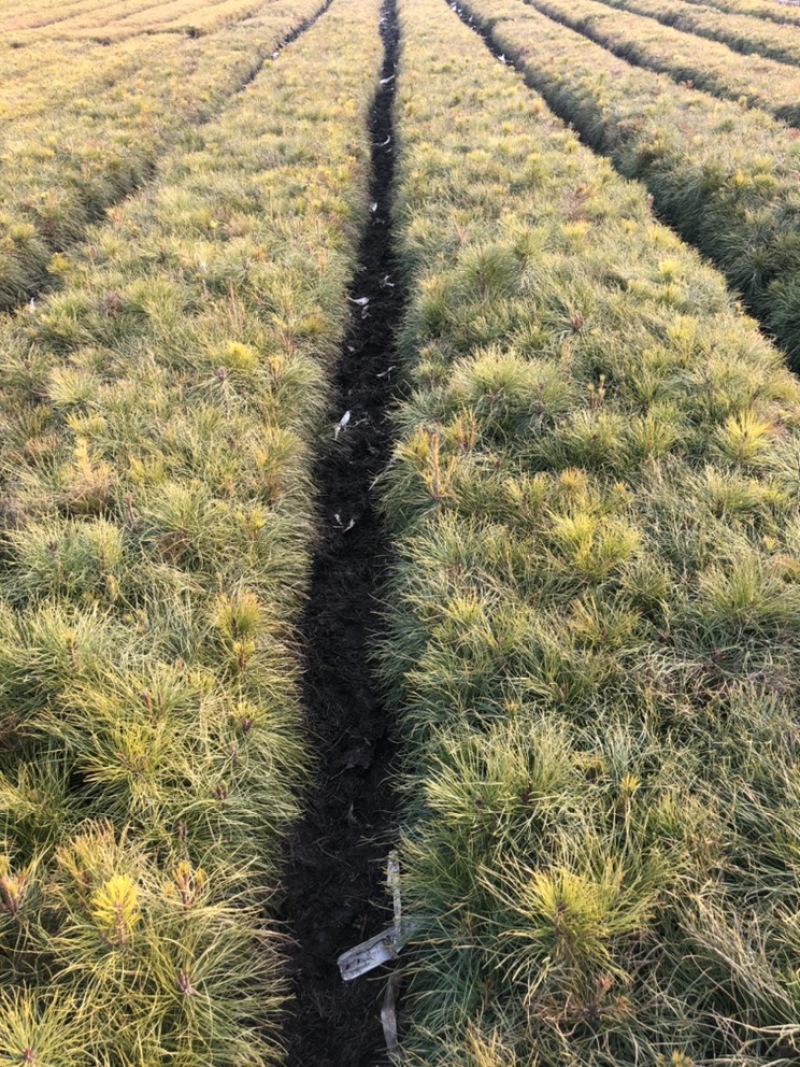 油松杯苗13×12杯，30厘米起苗