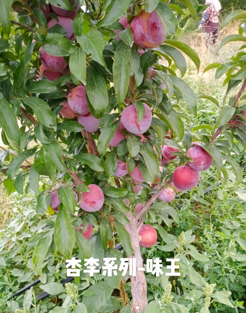 味王李子苗杏李树苗恐龙蛋李子苗风味玫瑰味帝保证品