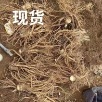 四川大凉山高山精品甜当归！现挖现卖包邮到家！欢迎购买。