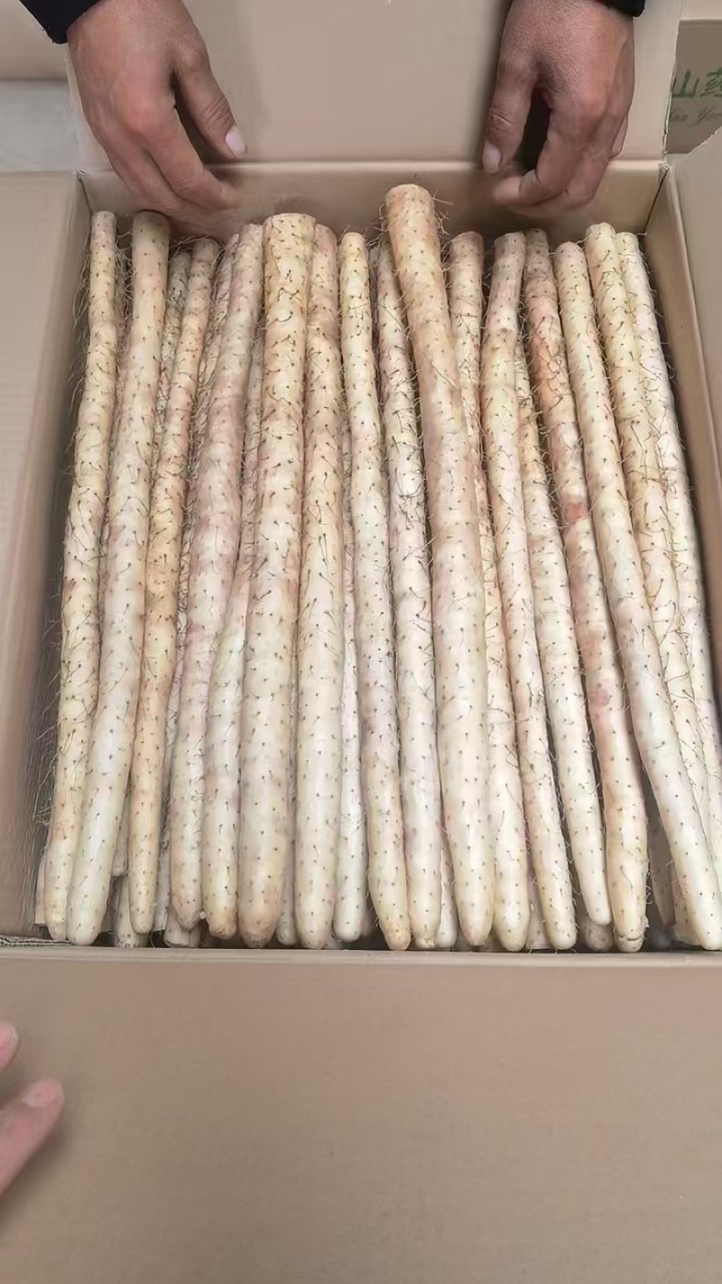 正宗新鲜现挖山药软糯淮小白嘴山药当季产地直发网袋山药