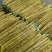 正宗新鲜现挖山药软糯淮小白嘴山药当季产地直发网袋山药