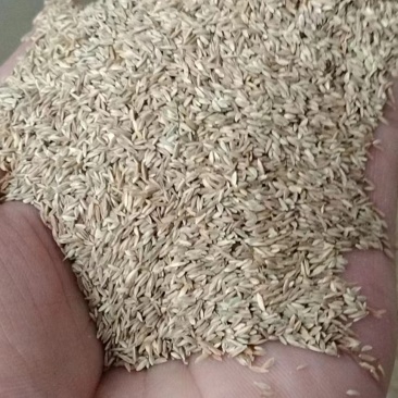 四季青果岭草耐寒耐旱高羊茅草坪种子护坡耐践踏草坪草籽