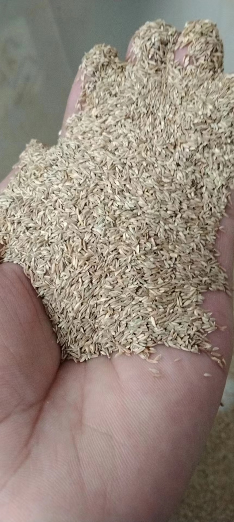 四季青果岭草耐寒耐旱高羊茅草坪种子护坡耐践踏草坪草籽