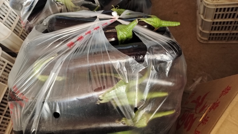 绿把黑长茄子，布丽塔，紫长茄