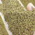 草坪种子弯叶画眉草种子护坡草坪耐瘠耐湿热耐旱河岸护堤草籽