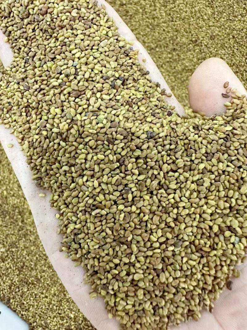 草坪种子弯叶画眉草种子护坡草坪耐瘠耐湿热耐旱河岸护堤草籽