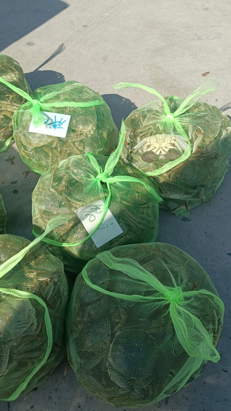 大量兴化残蟹