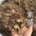 紫苑正品紫鸢水洗货发货如图实拍干净