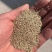 康乃馨花种子四季花卉观花植物室内花开花不断花籽种子