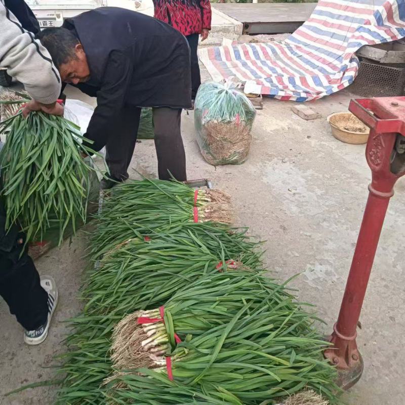 江苏丰县红根蒜苗大量上市可视频看货对接全国