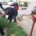江苏丰县红根蒜苗大量上市可视频看货对接全国