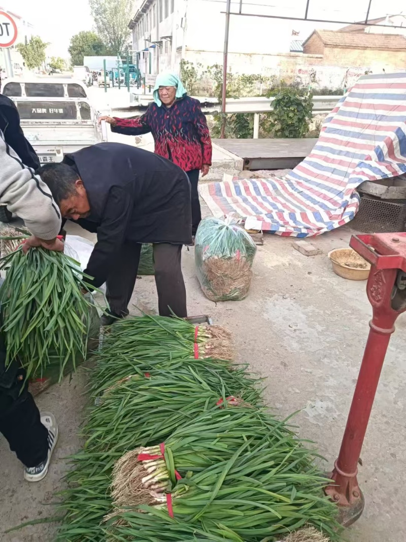 江苏丰县红根蒜苗大量上市可视频看货对接全国