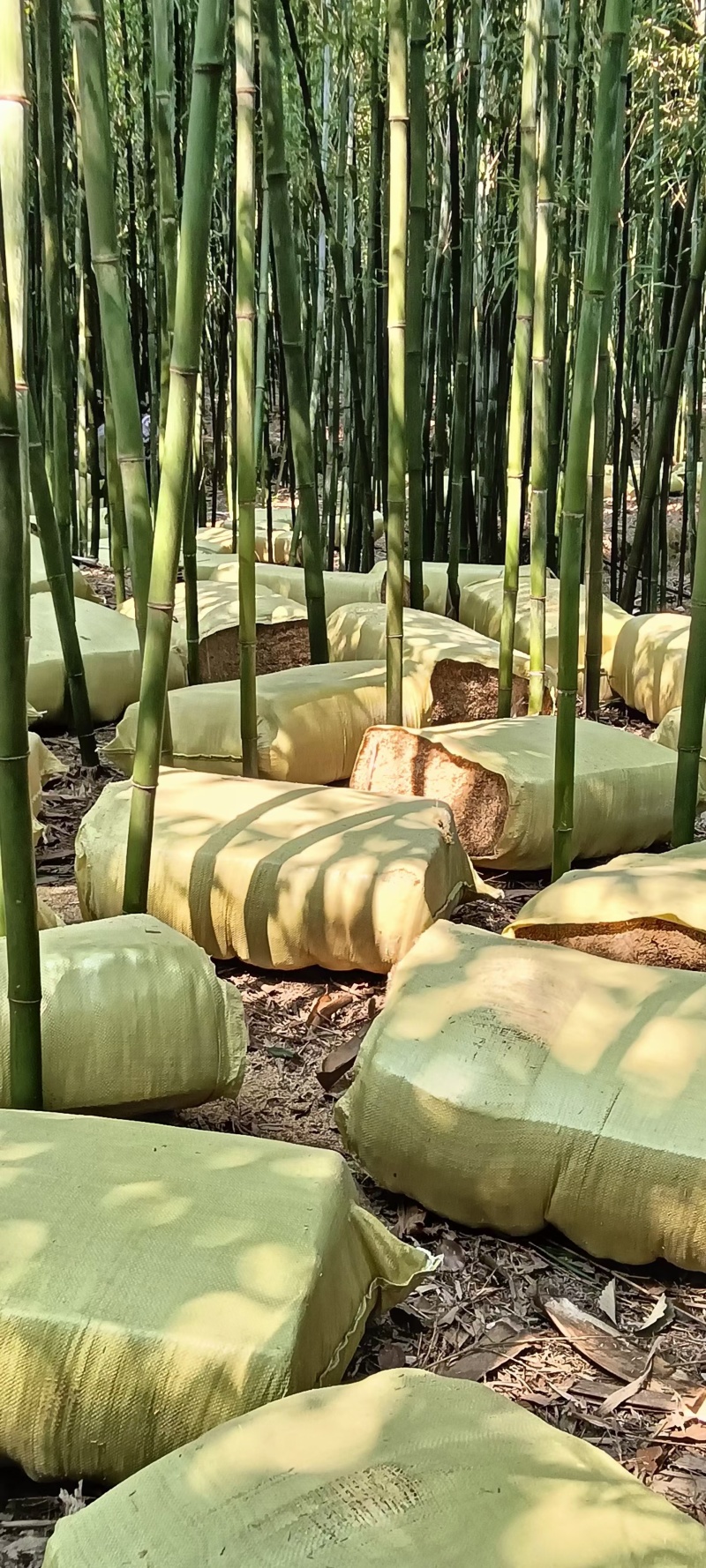 压缩稻壳