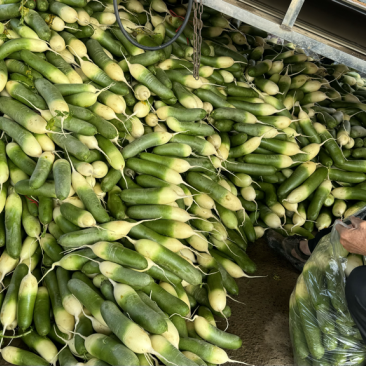 毛集萝卜基地，万亩萝卜基地，安徽淮南凤台县原产地