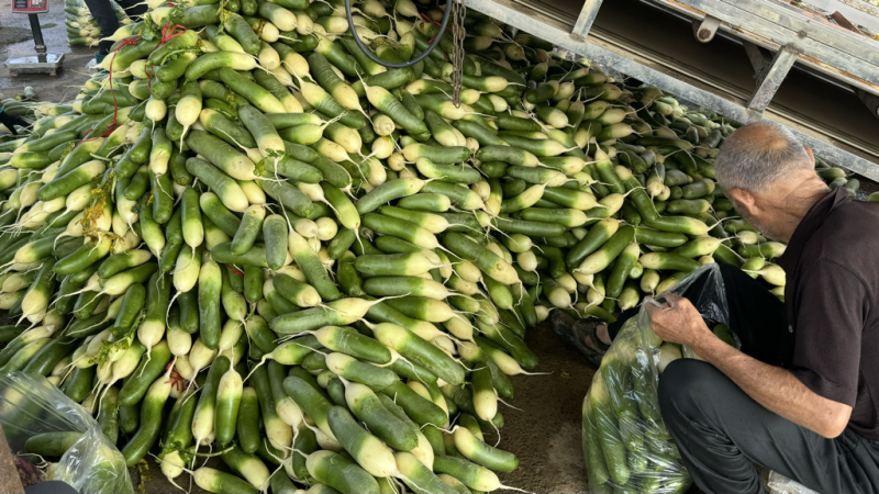 毛集萝卜基地，万亩萝卜基地，安徽淮南凤台县原产地