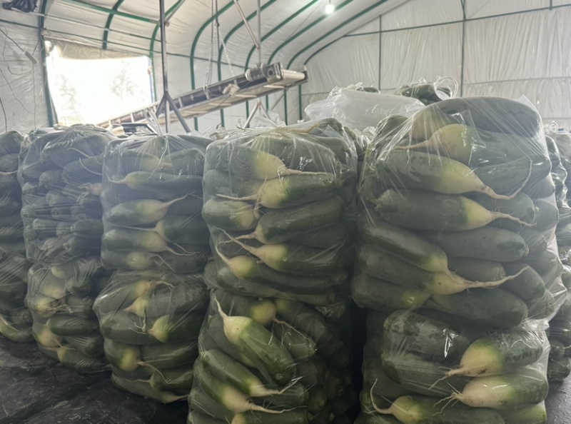 毛集三青萝卜，万亩萝卜基地原产地，青皮青肉，m萝卜西瓜